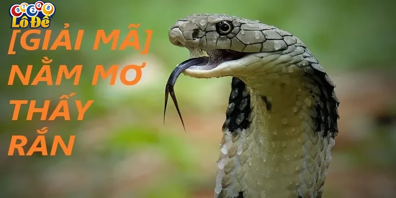 Hướng dẫn chọn số dựa trên giấc mơ thấy rắn và kinh nghiệm cá cược